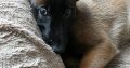 Purebred Belgian Malinois Puppies for Sale